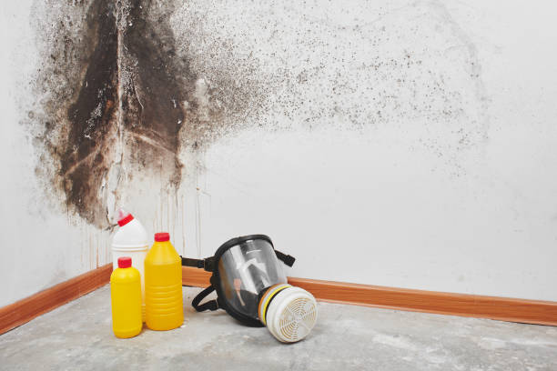 Best Mold Remediation Experts  in Evergreen, CO