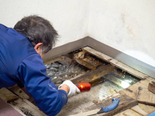 Best Emergency Mold Removal  in Evergreen, CO
