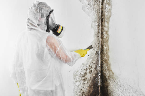 Best Affordable Mold Removal  in Evergreen, CO