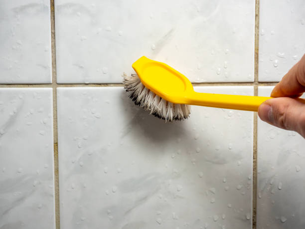 Best Mold Removal Near Me  in Evergreen, CO