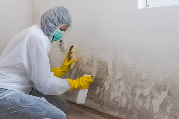 Best Crawl Space Mold Removal  in Evergreen, CO