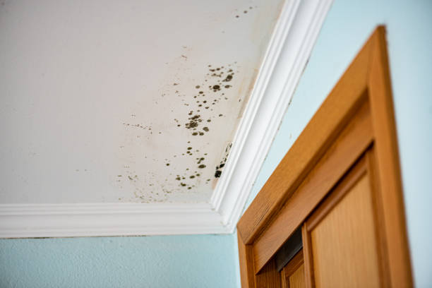 Home Mold Removal in Evergreen, CO