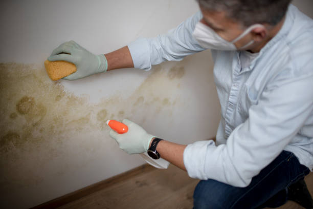 Best Office Mold Removal Services  in Evergreen, CO
