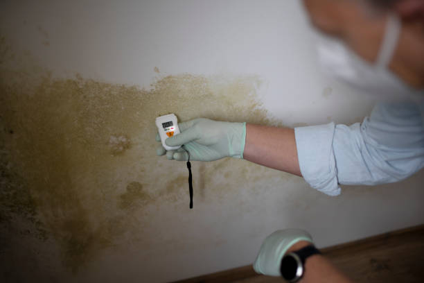 Best Same-Day Mold Removal  in Evergreen, CO