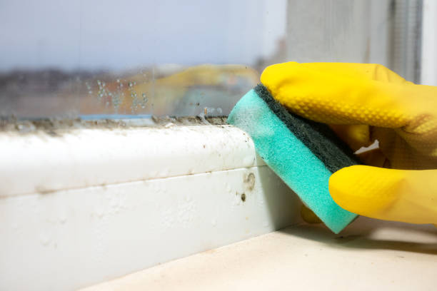 Best Mold Remediation Experts  in Evergreen, CO