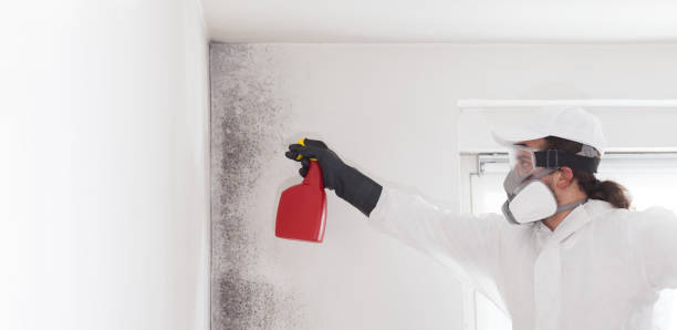 Best Mold Removal Company Near Me  in Evergreen, CO