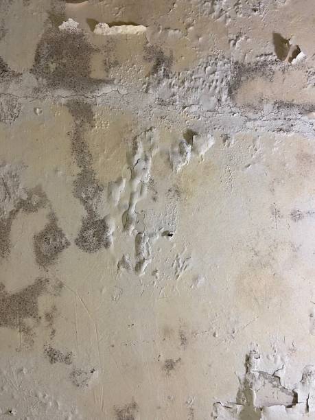 Best Home Mold Removal  in Evergreen, CO