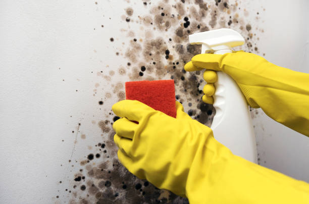 Best Office Mold Removal Services  in Evergreen, CO