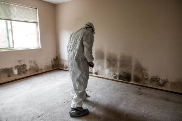 Best Home Mold Removal  in Evergreen, CO