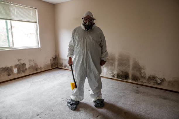 Best Attic Mold Removal  in Evergreen, CO