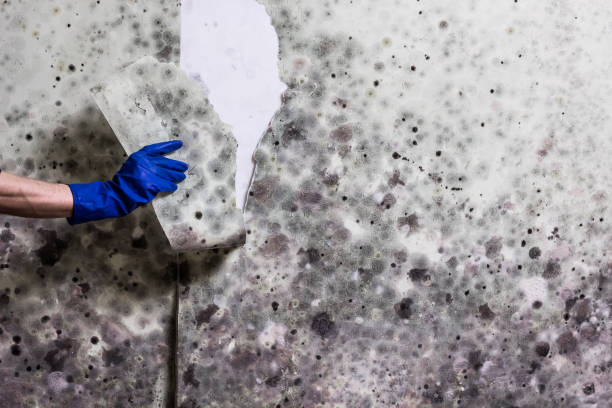Best Mold Damage Repair  in Evergreen, CO