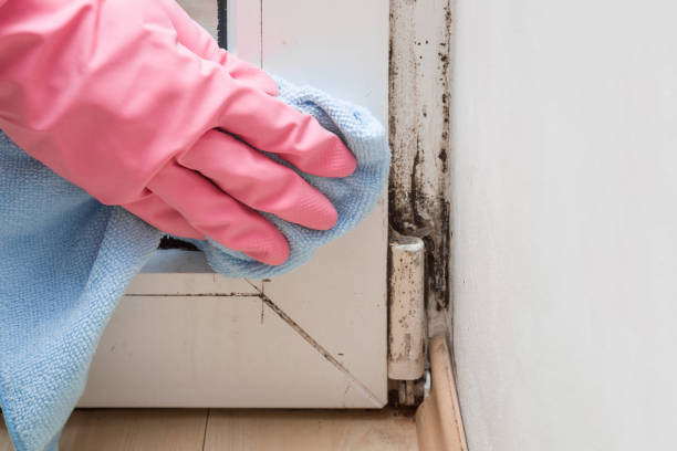 Best Black Mold Removal  in Evergreen, CO
