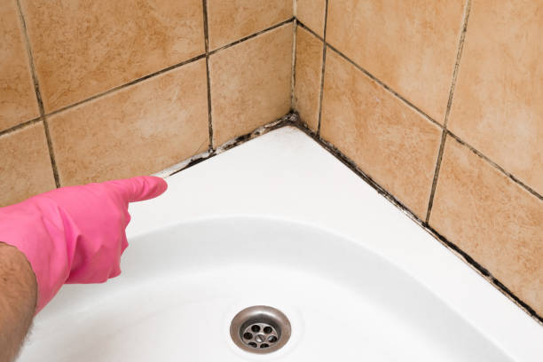 Best Mold Inspection  in Evergreen, CO
